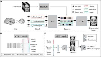 Reconstruction of perceived face images from brain activities based on multi-attribute constraints